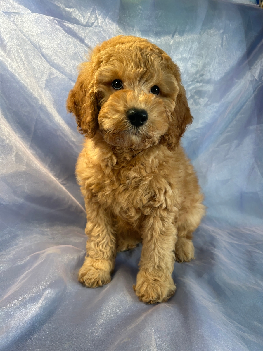 F1b Male Mini Goldendoodle Puppy for Sale In Iowa 